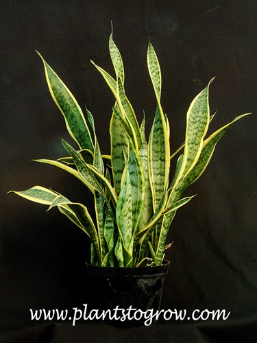 Variegated Snake Plant (Sansevieria trifasciata laurentii) 
A Golden Mothers-in-Law Tongue in an eight inch pot.